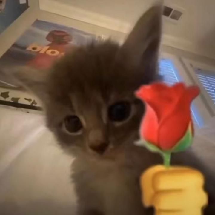 Cat 1
