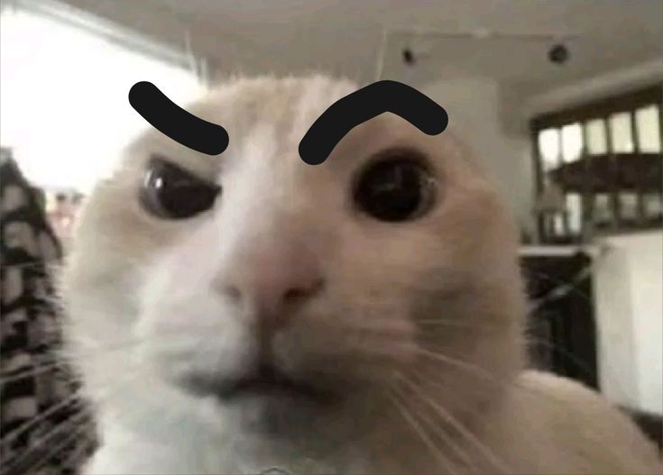 Cat 4