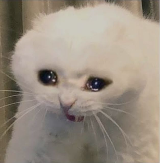 Cat 4