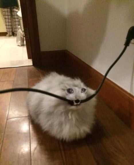 Cat 4