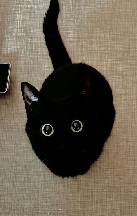 Cat 4