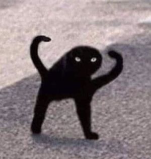 Cat 4