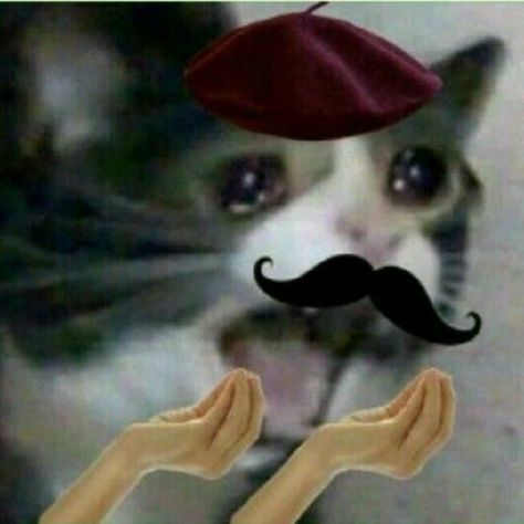 Cat 4