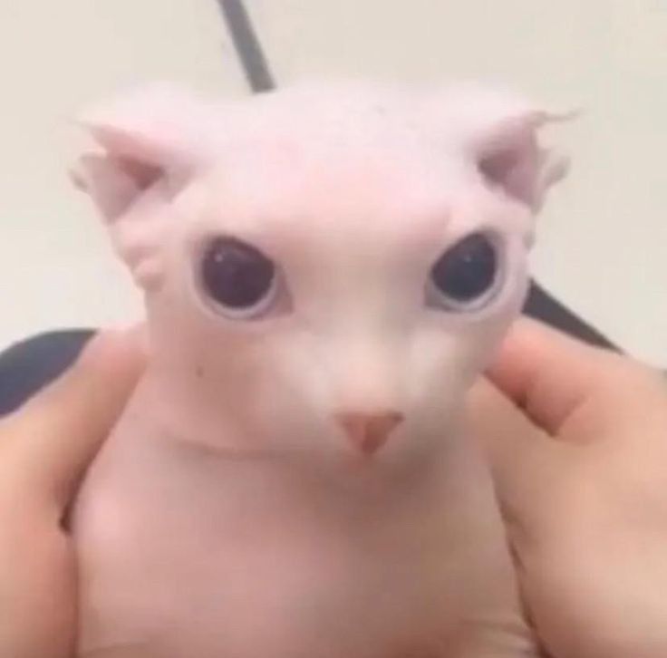Cat 4
