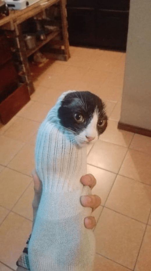 Cat 4