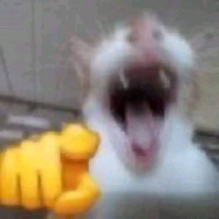 Cat 2