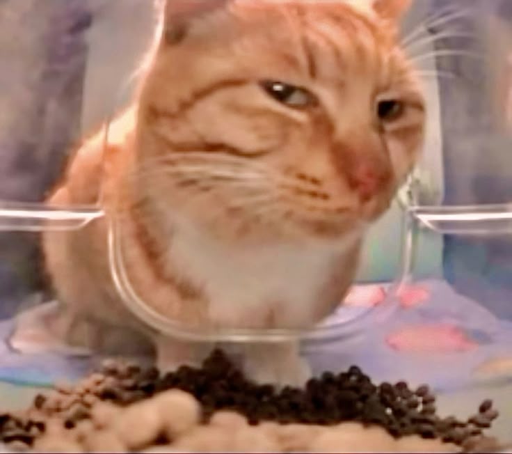 Cat 3