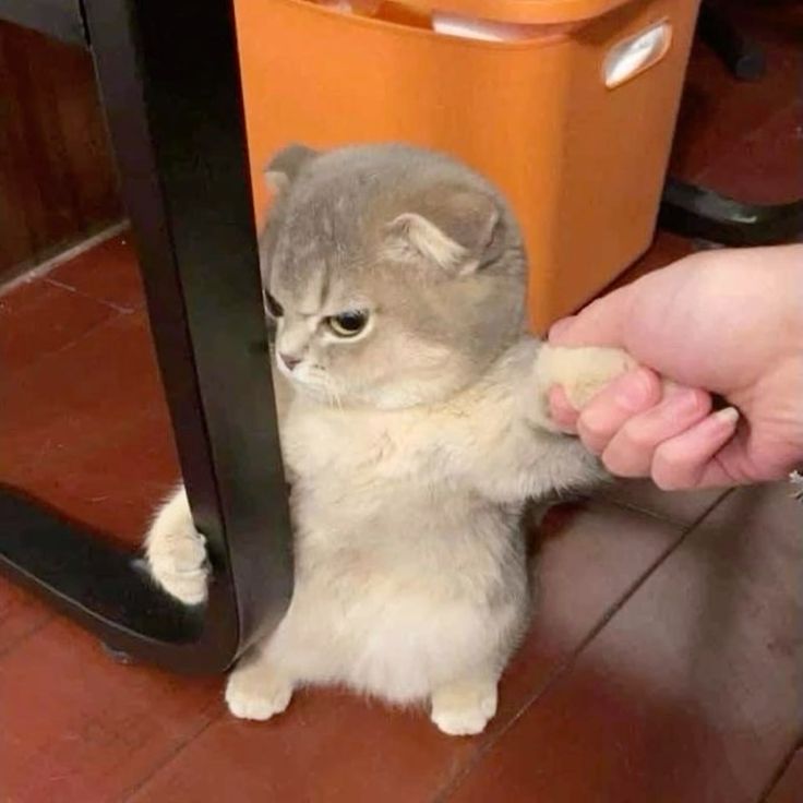 Cat 4