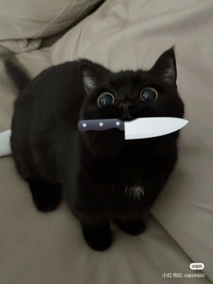 Cat 4