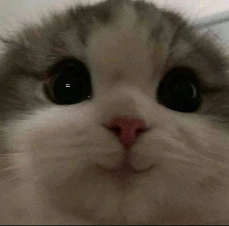 Cat 4