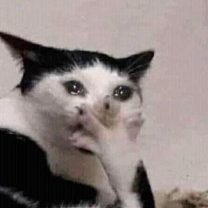 Cat 4
